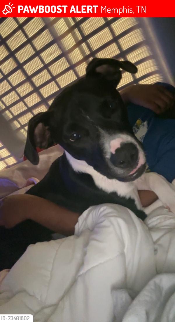 Lost Female Dog last seen apmt complex, Memphis, TN 38128