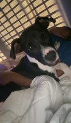 Lost Female Dog last seen apmt complex, Memphis, TN 38128