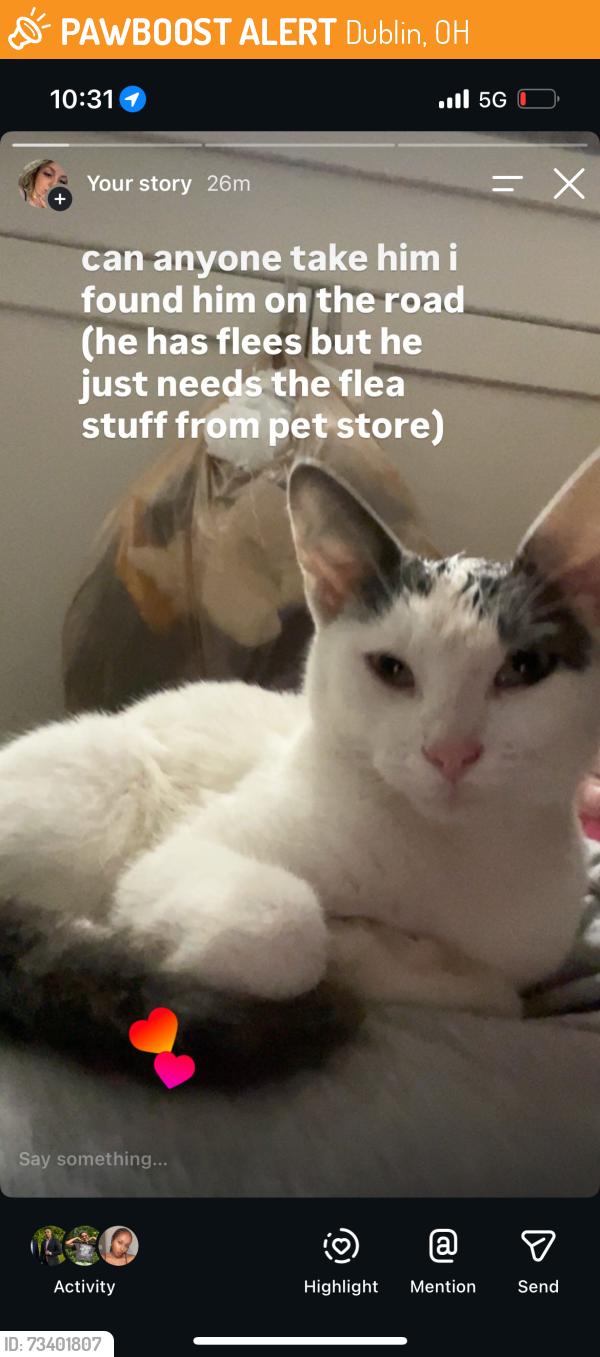 Found/Stray Male Cat last seen near the target on sawmill road, Dublin, OH 43016