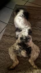 Found/Stray Male Dog last seen River oaks dr, New Orleans, LA 70131