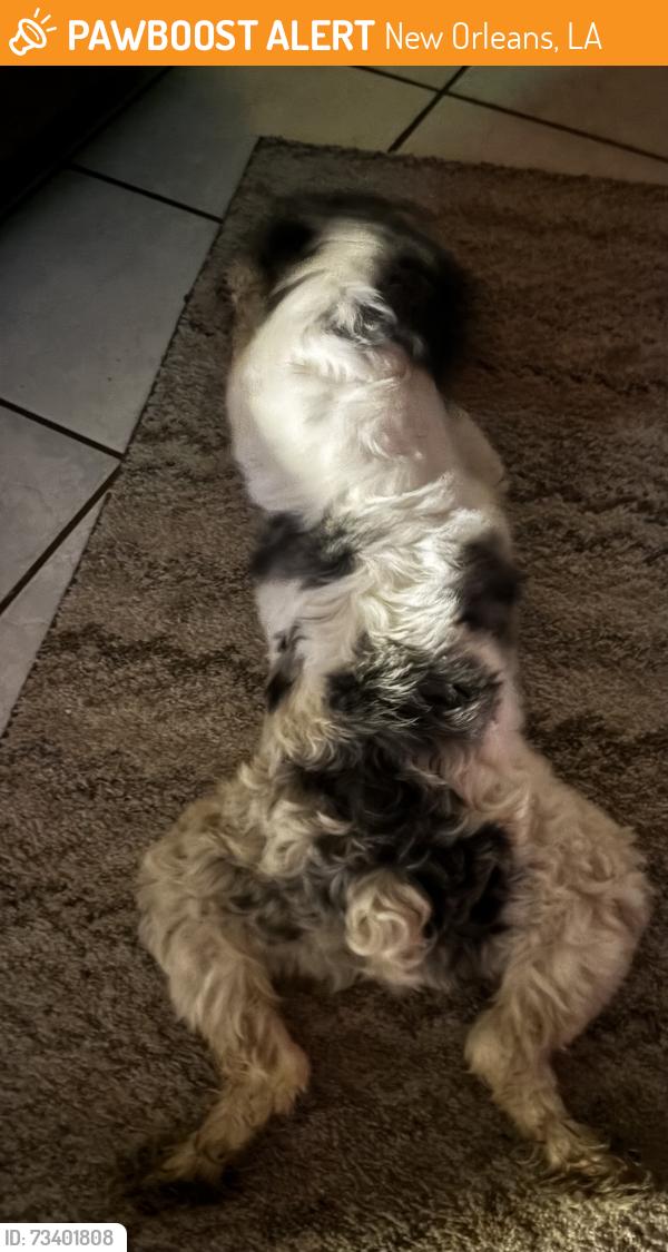 Found/Stray Male Dog last seen River oaks dr, New Orleans, LA 70131