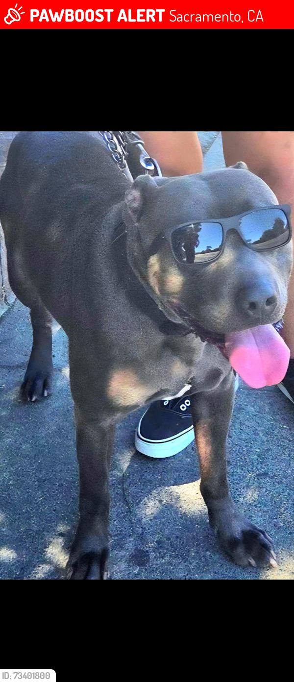 Lost Male Dog last seen Martin Luther King Jr blvd, Sacramento, CA 95820