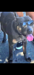 Lost Male Dog last seen Martin Luther King Jr blvd, Sacramento, CA 95820