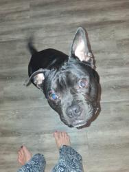 Found/Stray Male Dog last seen Ridge rd, Jackson, MI 49201