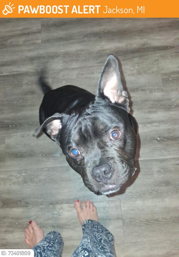 Found/Stray Male Dog last seen Ridge rd, Jackson, MI 49201