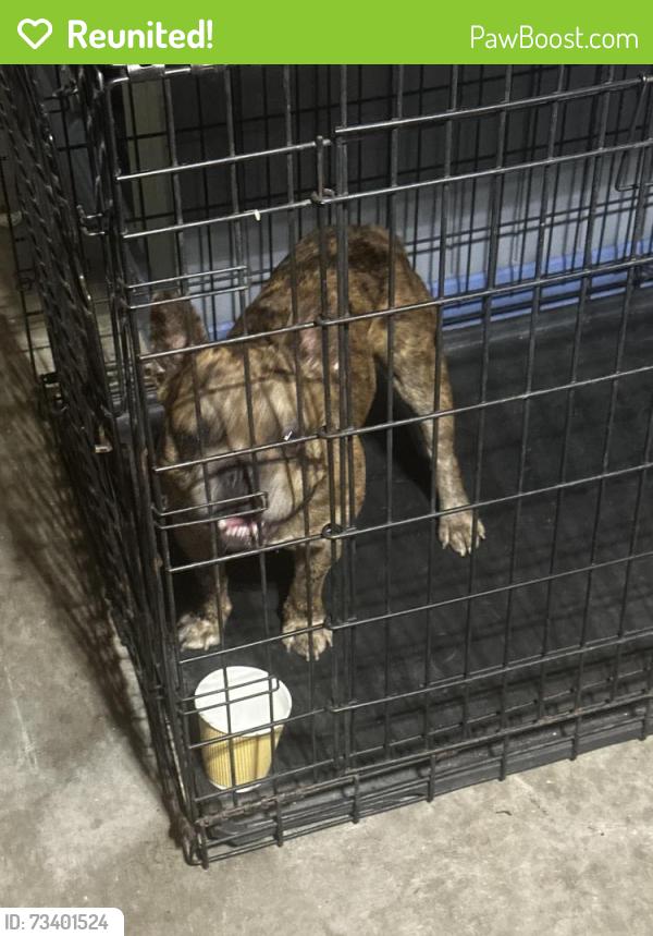 Reunited Male Dog last seen compton, Compton, CA 90220