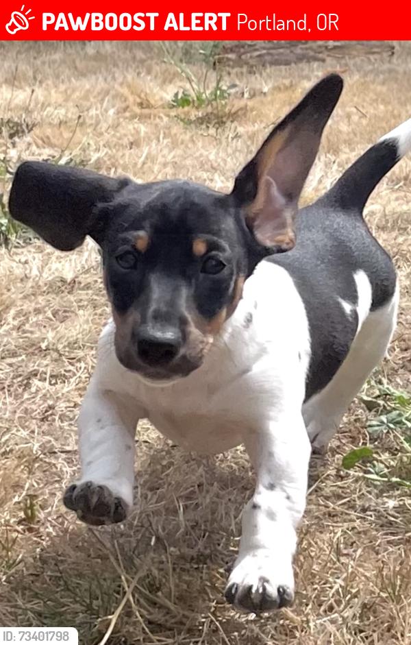 Lost Female Dog last seen Buckman Field park near Revolution Hall, Portland, OR 97204