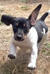 Lost Female Dog last seen Buckman Field park near Revolution Hall, Portland, OR 97204
