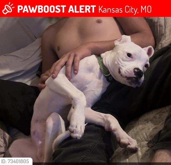 Lost Male Dog last seen Southwest blvd and merriam lane, Kansas City, MO 64108