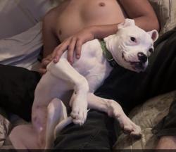 Lost Male Dog last seen Southwest blvd and merriam lane, Kansas City, MO 64108