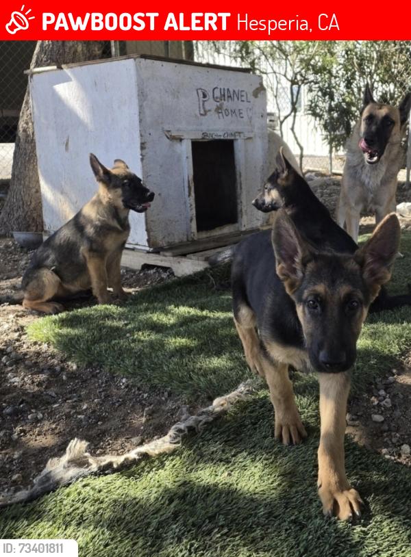 Lost Unknown Dog last seen Near and Yucca Terrace dr, Hesperia, CA 92344