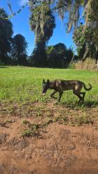 Found/Stray Female Dog last seen Sam keen rd lake wales fl 33898, Polk County, FL 33898