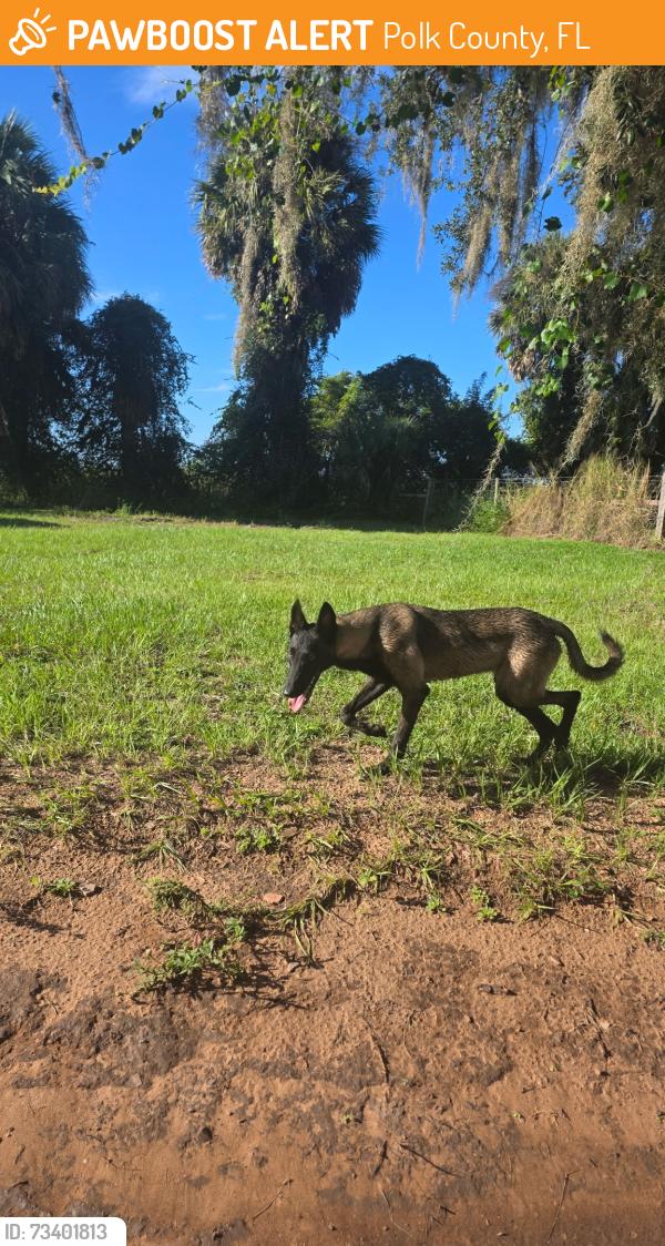 Found/Stray Female Dog last seen Sam keen rd lake wales fl 33898, Polk County, FL 33898