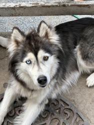 Lost Female Dog last seen Old broadway, Everett, WA 98203