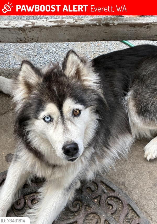 Lost Female Dog last seen Old broadway, Everett, WA 98203