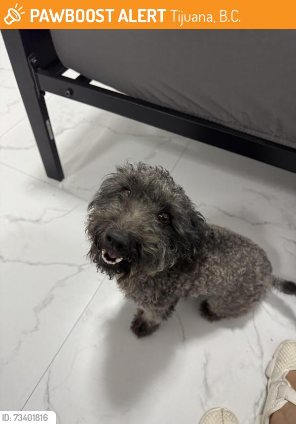 Found/Stray Male Dog last seen José cerda, Tijuana, B.C. 22406