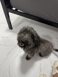 Found/Stray Male Dog last seen José cerda, Tijuana, B.C. 22406