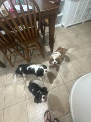 Reunited Male Dog last seen 8th st, Qst, USt, Rio Linda, CA 95673