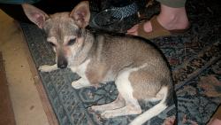 Found/Stray Male Dog last seen 3rd Street and Osborn, Phoenix, AZ 85012