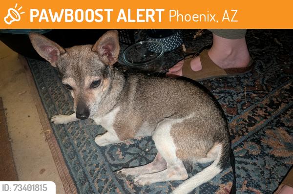 Found/Stray Male Dog last seen 3rd Street and Osborn, Phoenix, AZ 85012