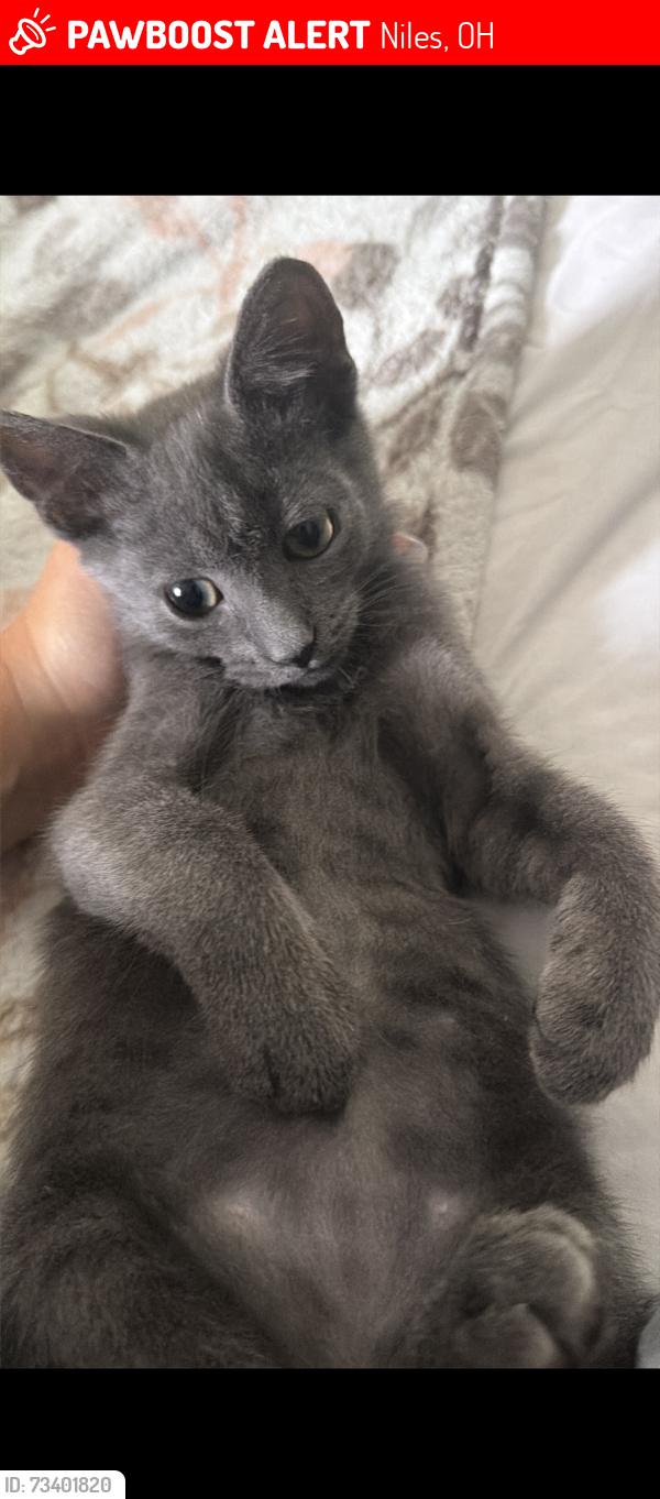 Lost Male Cat last seen Lincoln Avenue outside of my hse, Niles, OH 44446