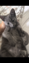 Lost Male Cat last seen Lincoln Avenue outside of my hse, Niles, OH 44446