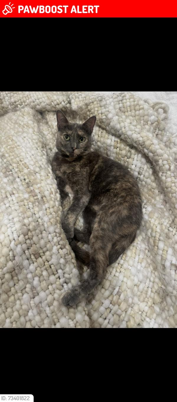 Lost Female Cat last seen Edwards and Garfield, Huntington Beach, CA 92648