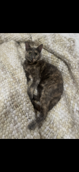 Lost Female Cat last seen Edwards and Garfield, Huntington Beach, CA 92648