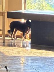 Lost Male Dog last seen Coleman ave sprouts, San Jose, CA 95112