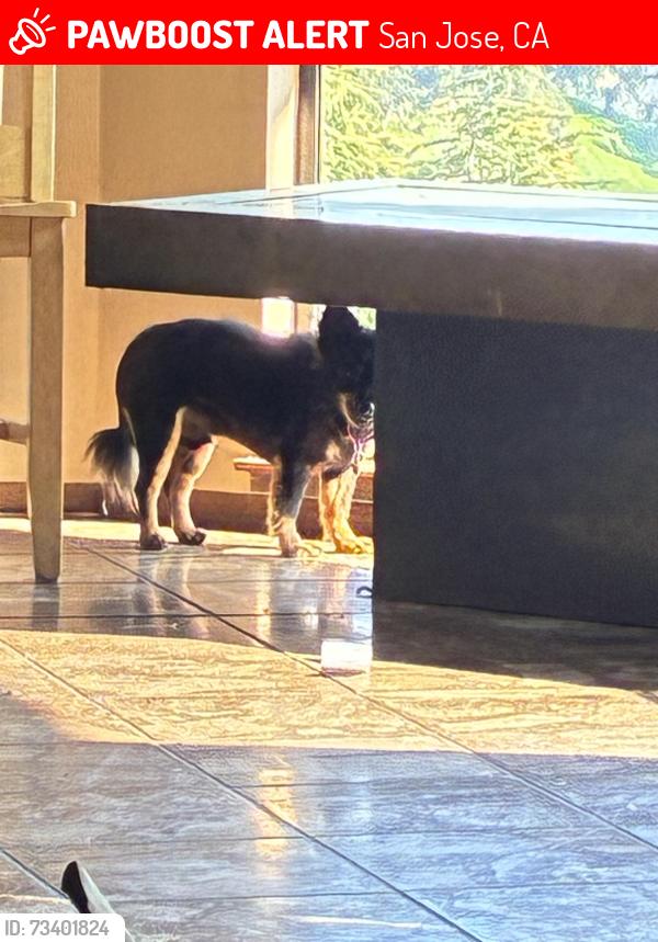 Lost Male Dog last seen Coleman ave sprouts, San Jose, CA 95112
