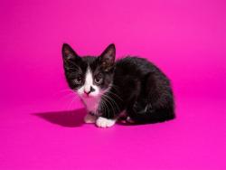Shelter Stray Female Cat last seen Near BLOCK NORMANDY BLVD, 2020 Forest St, Jacksonville, FL 32204, USA
