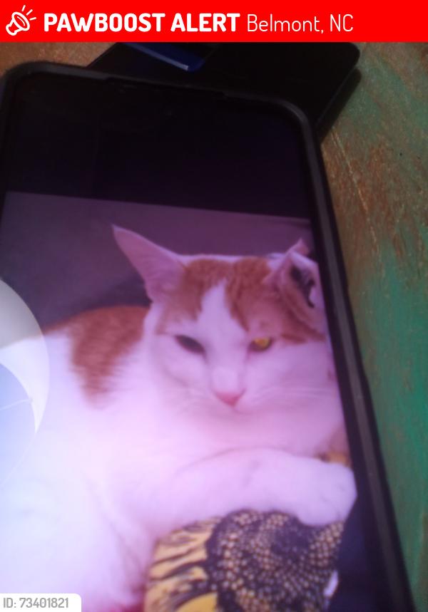Lost Male Cat last seen Near flowers ct belmont nc 28012, Belmont, NC 28012