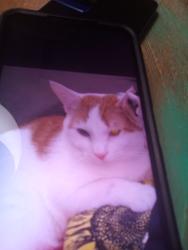 Lost Male Cat last seen Near flowers ct belmont nc 28012, Belmont, NC 28012