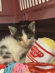 Shelter Stray Male Cat last seen Near BLOCK NW 79 AVE, 3599 NW 79th Ave, Doral, FL 33122, USA