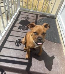 Lost Male Dog last seen Flower, Bakersfield, CA 93305