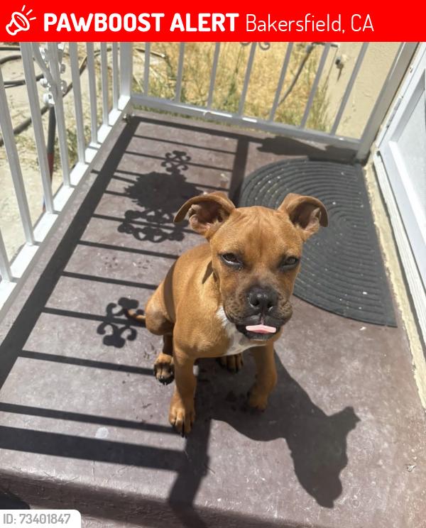 Lost Male Dog last seen Flower, Bakersfield, CA 93305