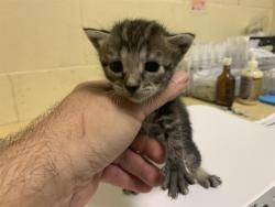 Shelter Stray Female Cat last seen HARMON DR & TRUDY WAY, 2127 Front St, Sacramento, CA 95818, USA