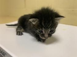 Shelter Stray Male Cat last seen HARMON DR & TRUDY WAY, 2127 Front St, Sacramento, CA 95818, USA