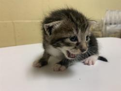 Shelter Stray Female Cat last seen HARMON DR & TRUDY WAY, 2127 Front St, Sacramento, CA 95818, USA