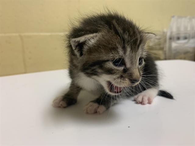 Shelter Stray Female Cat last seen HARMON DR & TRUDY WAY, 2127 Front St, Sacramento, CA 95818, USA