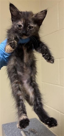 Shelter Stray Female Cat last seen HARRIS AVE & KNIGHTLINGER ST, 2127 Front St, Sacramento, CA 95818, USA