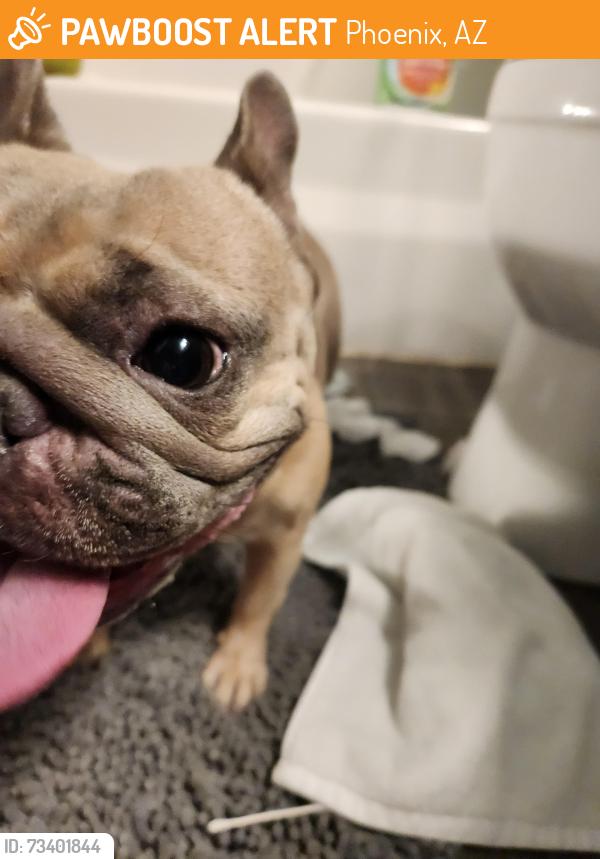 Found/Stray Female Dog last seen 39th Ave and Desert Cove, Phoenix, AZ 85029