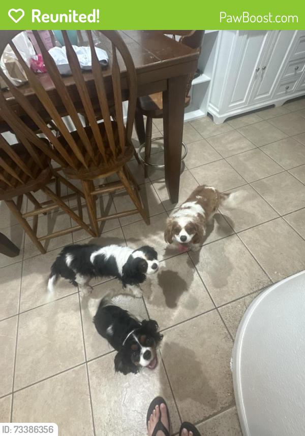 Reunited Male Dog last seen 8th st, Qst, USt, Rio Linda, CA 95673