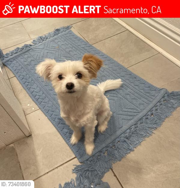 Lost Female Dog last seen Del Paso and Evergreen, Sacramento, CA 95815