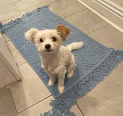 Lost Female Dog last seen Del Paso and Evergreen, Sacramento, CA 95815
