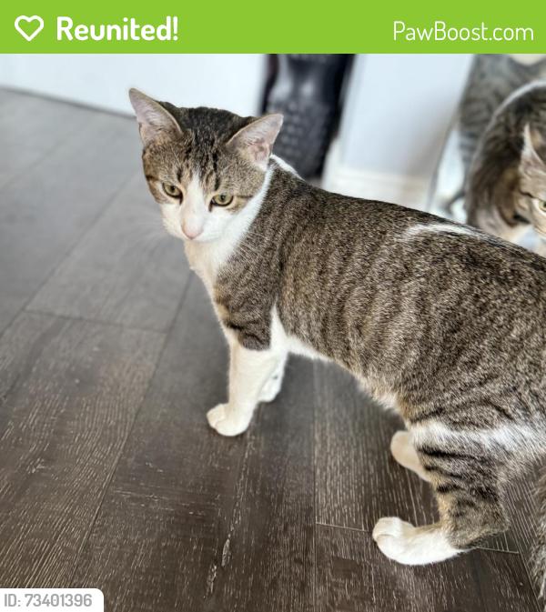 Reunited Male Cat last seen Near Sunset Cir, Huntington Beach, CA, Huntington Beach, CA 92646