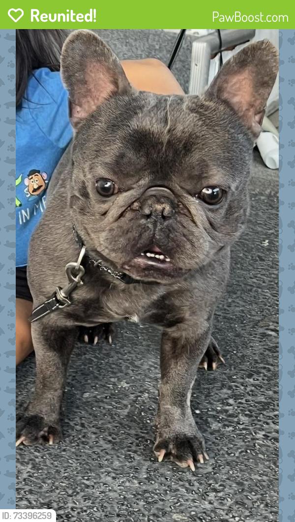 Reunited Male Dog last seen Near Delight St, Santa Clarita, CA 91351, USA, Santa Clarita, CA 91351