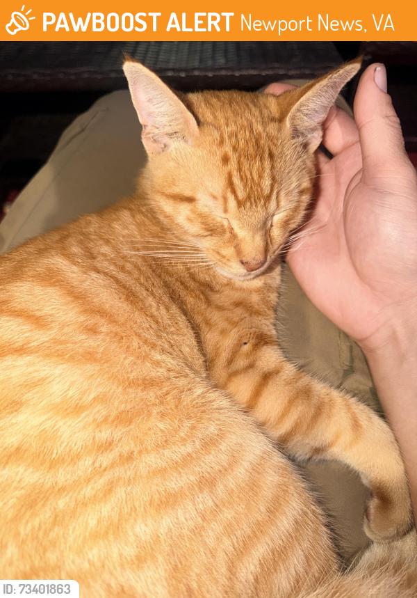 Found/Stray Unknown Cat last seen Holiday inn on j Clyde, Newport News, VA 23601