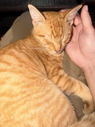 Found/Stray Unknown Cat last seen Holiday inn on j Clyde, Newport News, VA 23601