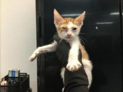 Shelter Stray Female Cat last seen Near BLOCK AVENIDA DESCANSO, DESERT HOT SPRINGS CA 92240, 72050 Pet Land Pl, Thousand Palms, CA 92276, USA